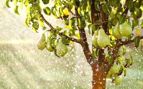 a pear tree in sparkling sunbeams
